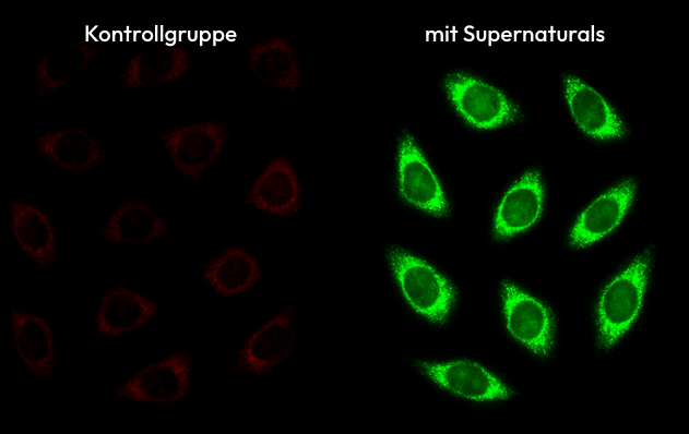 In-vitro: mitochondriales Leistungspotential, Kontrollgruppe gegenüber SUPERNATURALS